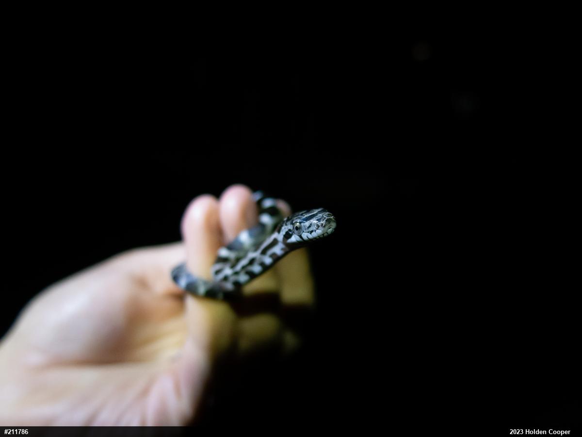 Eastern Ratsnake