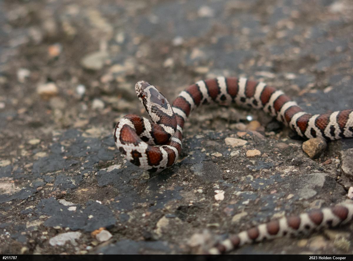 Eastern Milksnake