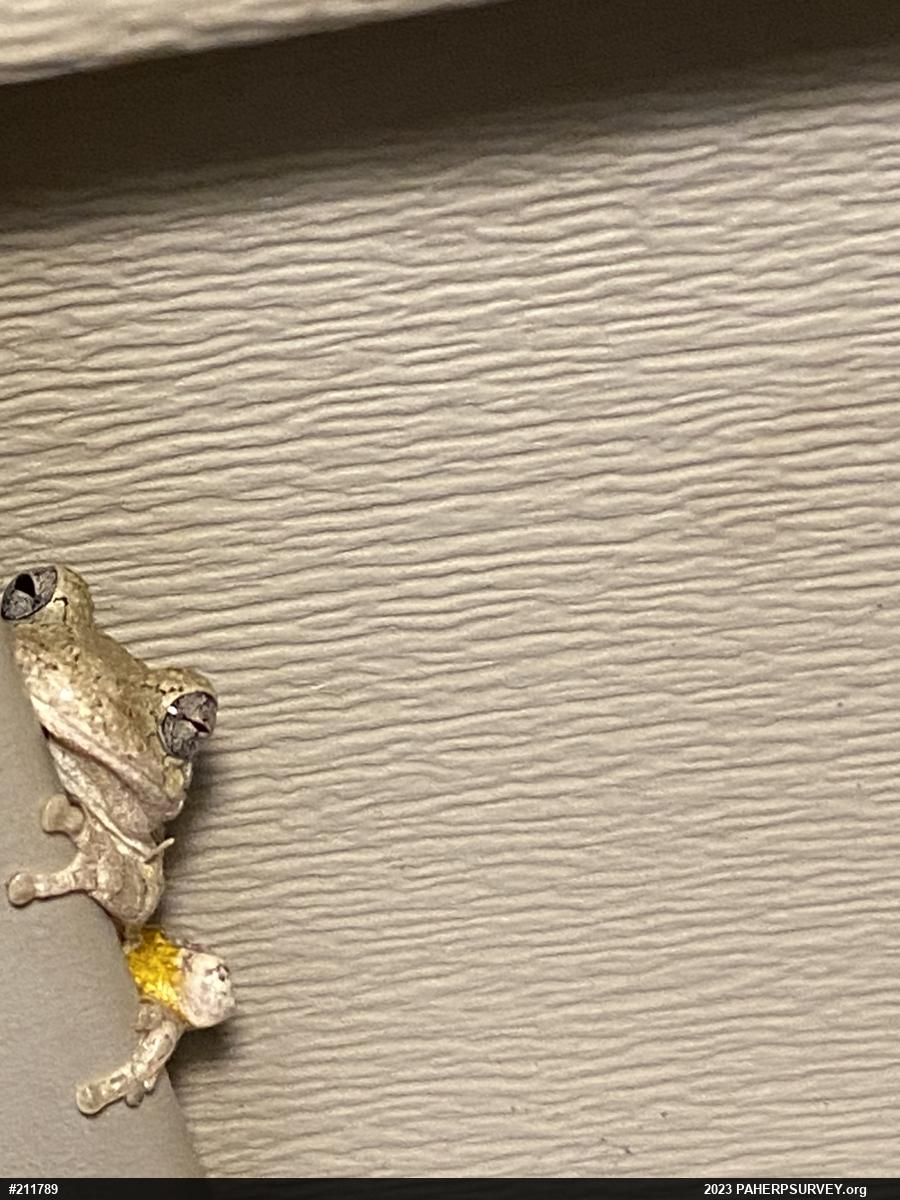 Unknown Gray Treefrog