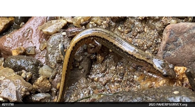 Northern Two-lined Salamander