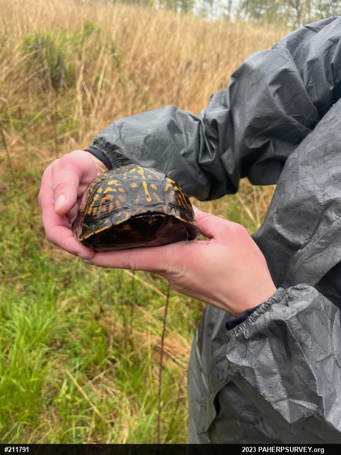 Eastern Box Turtle