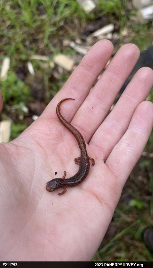 Four-toed Salamander