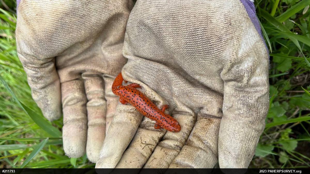 Northern Red Salamander