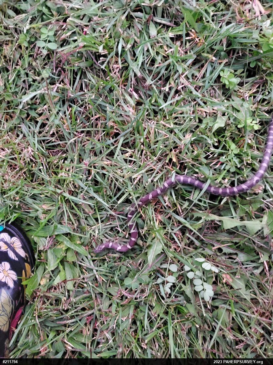 Eastern Milksnake