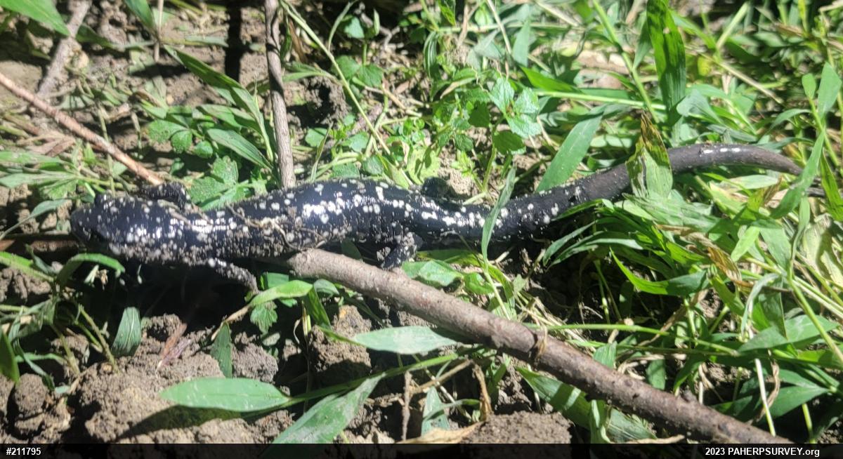 Northern Slimy Salamander