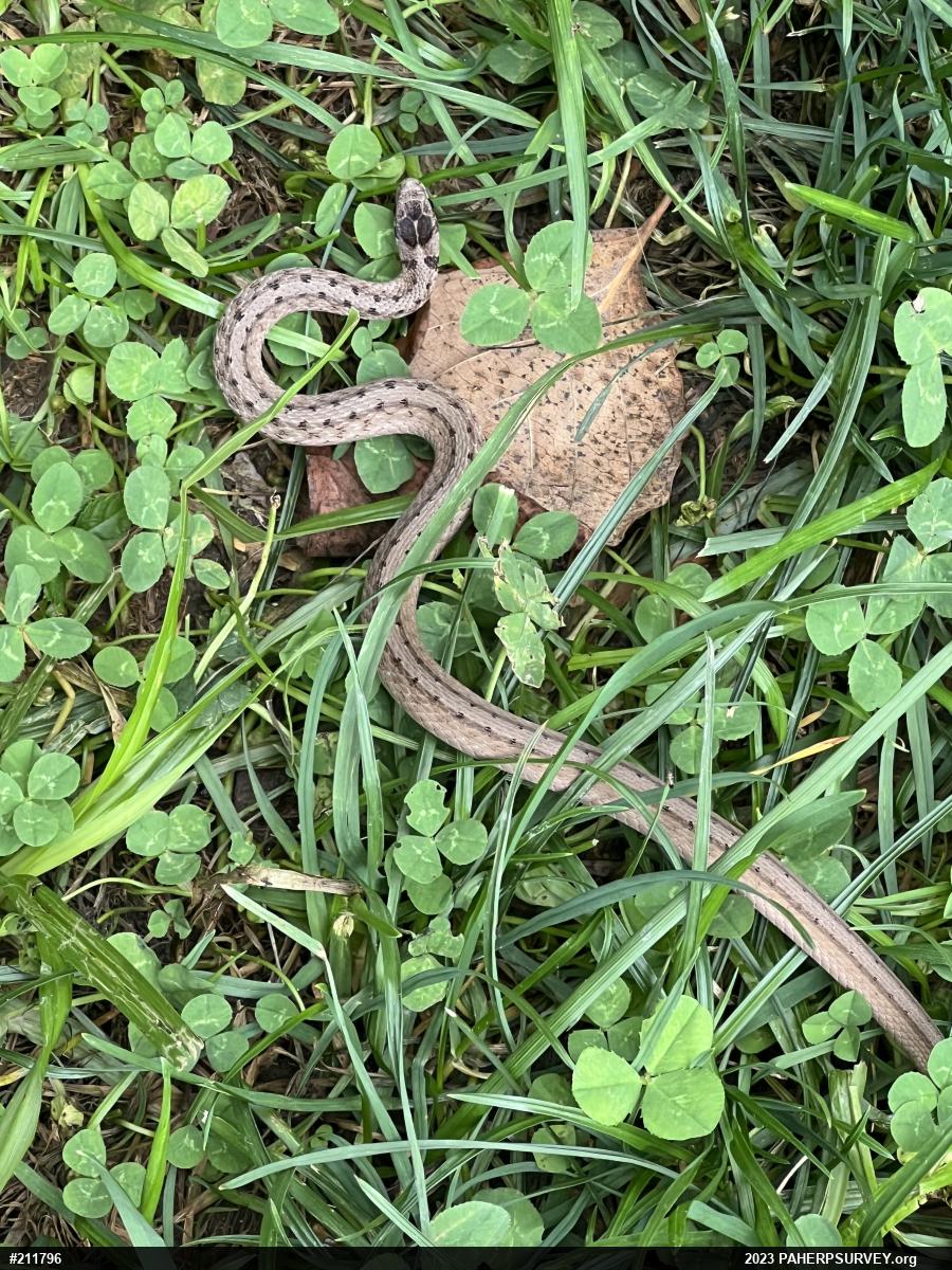 Dekay's Brownsnake