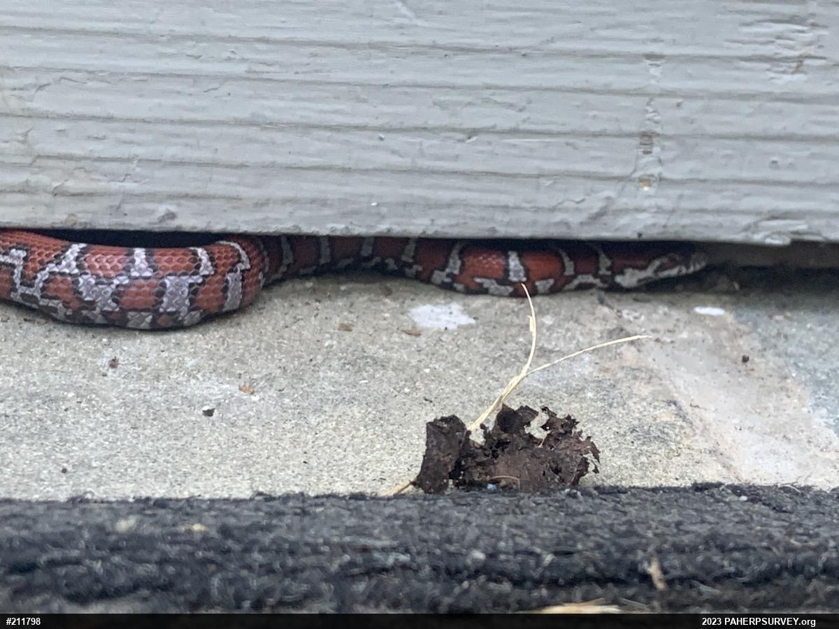 Eastern Milksnake