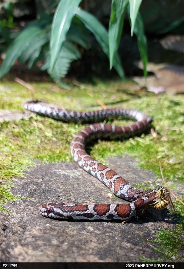 Eastern Milksnake