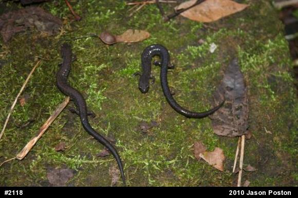Northern Ravine Salamander