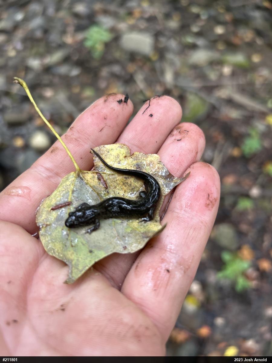 Northern Dusky Salamander