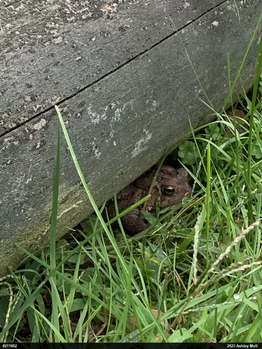 Eastern American Toad