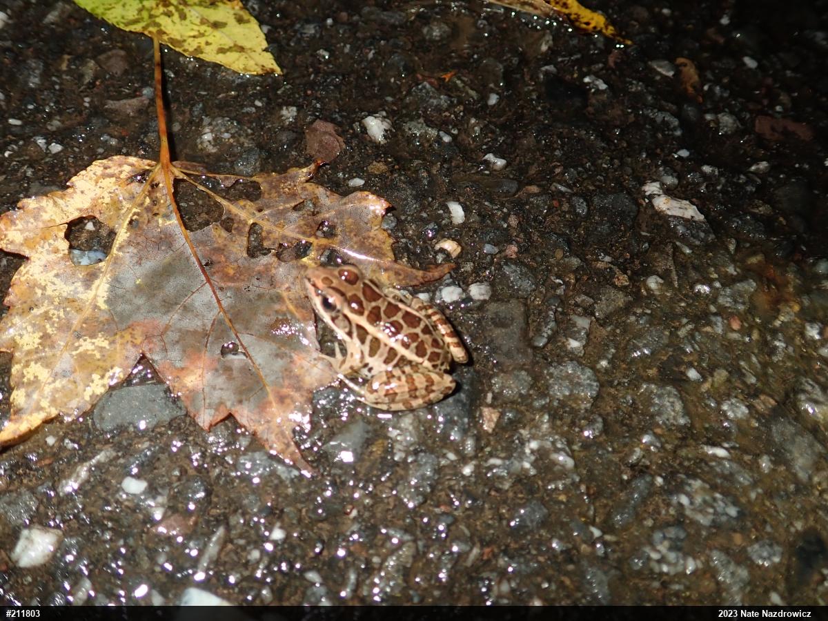 Pickerel Frog