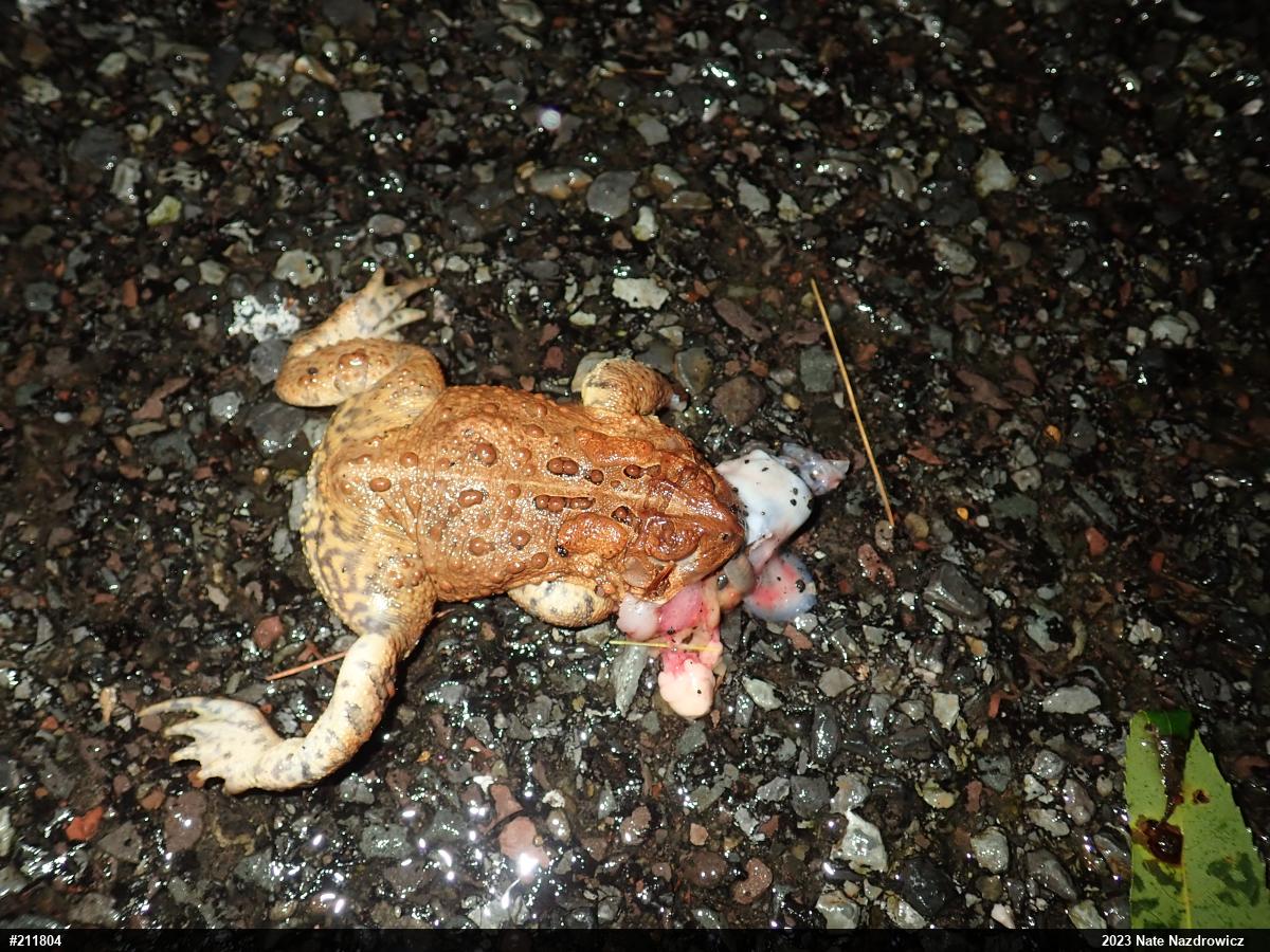 Eastern American Toad