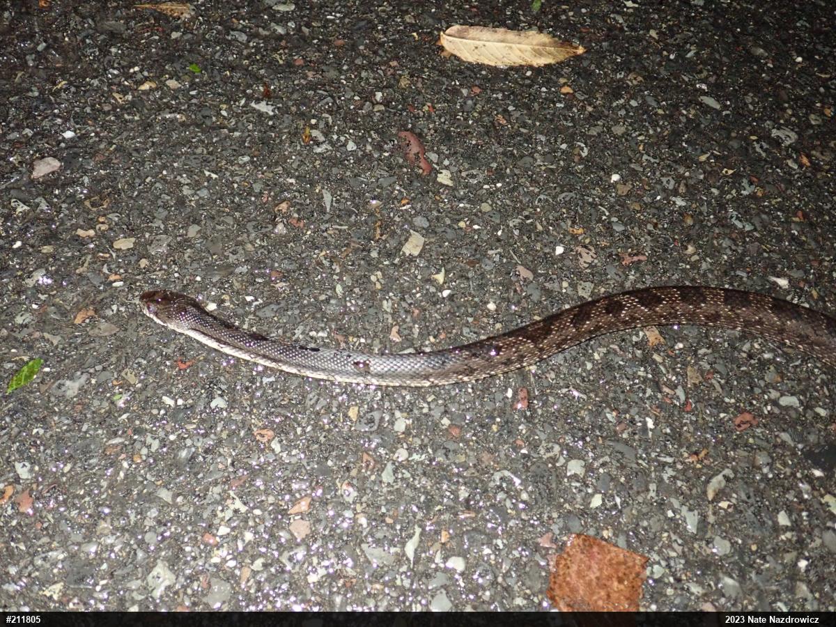 Eastern Ratsnake