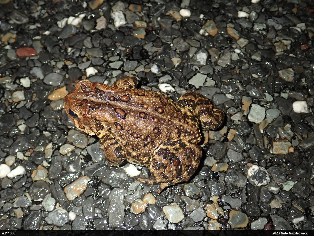 Eastern American Toad