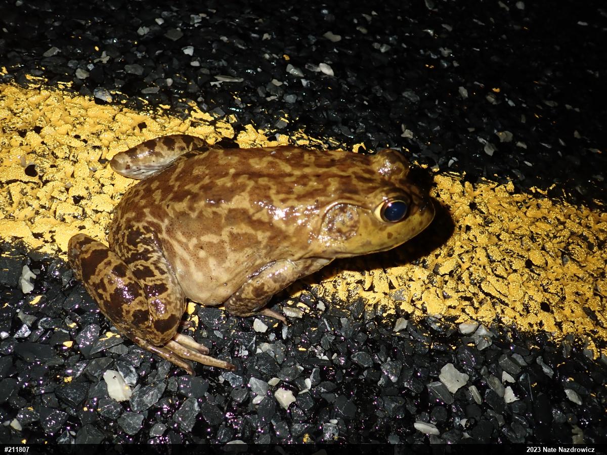 American Bullfrog