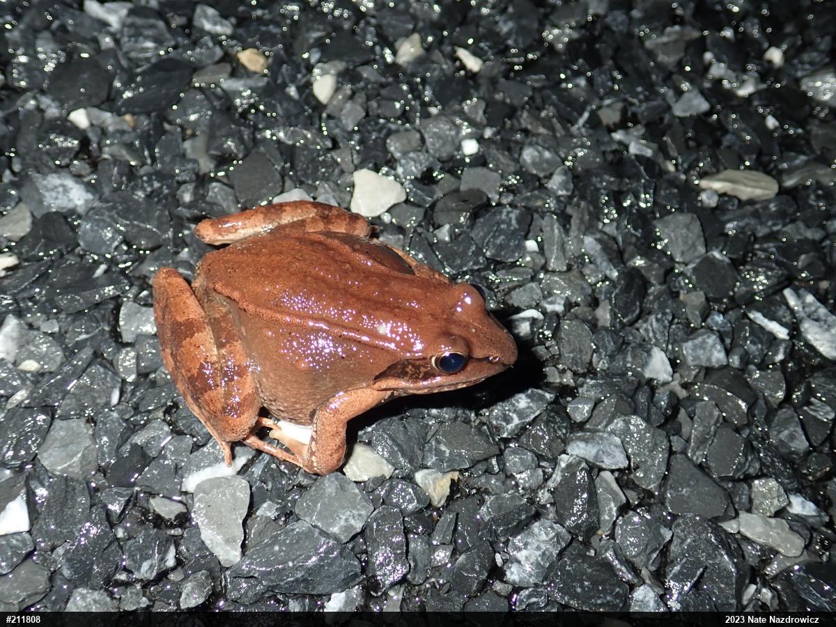 Wood Frog