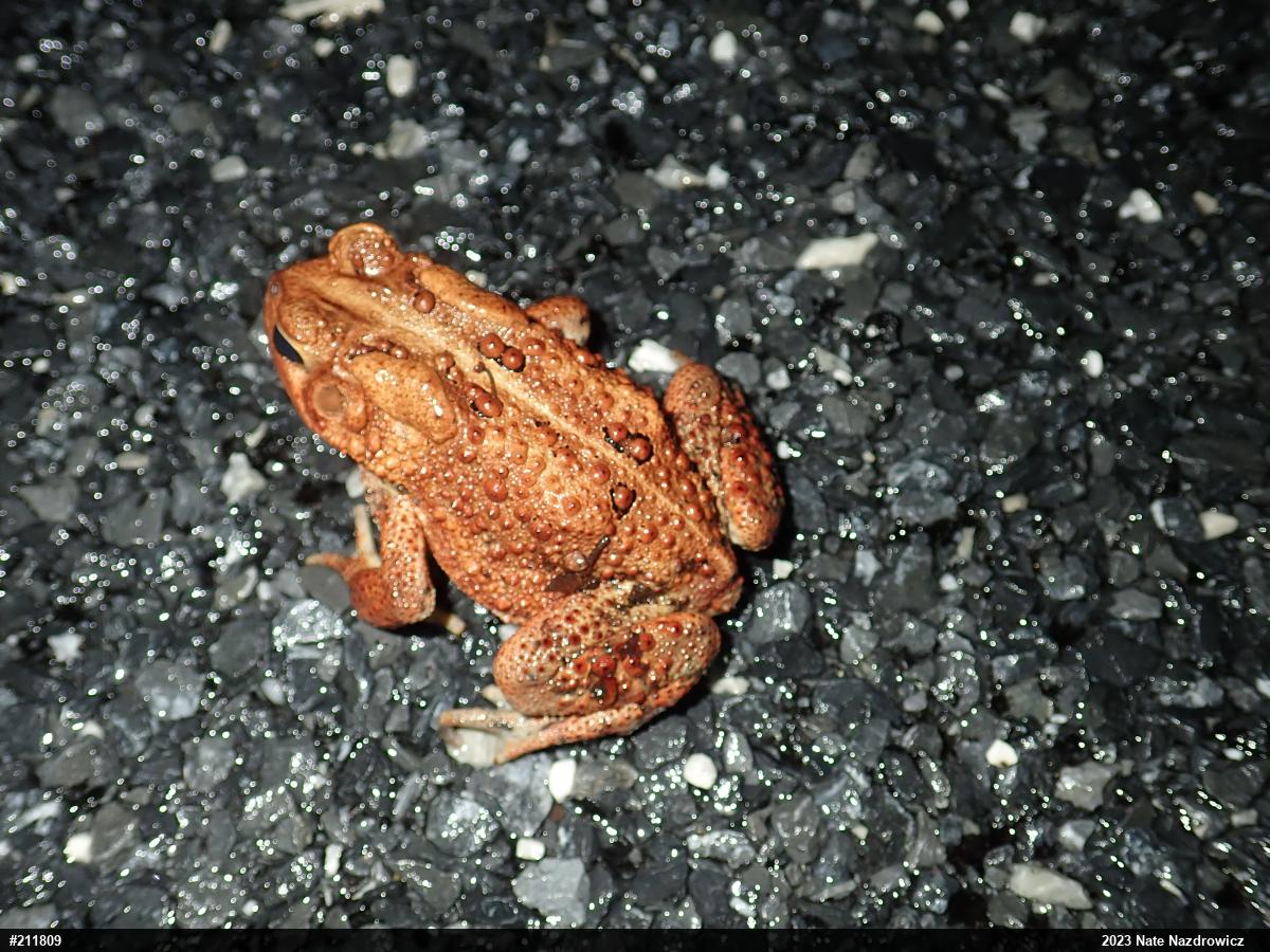Eastern American Toad