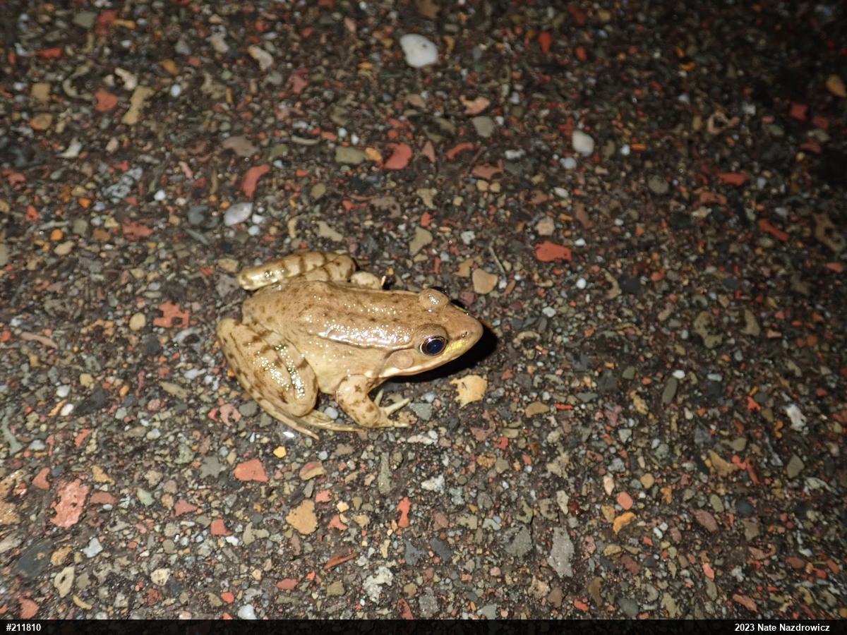 Green Frog