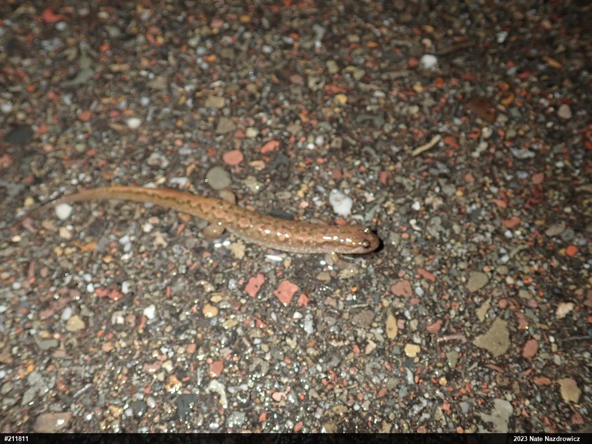 Northern Dusky Salamander