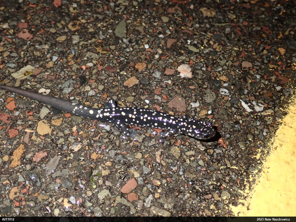 Northern Slimy Salamander