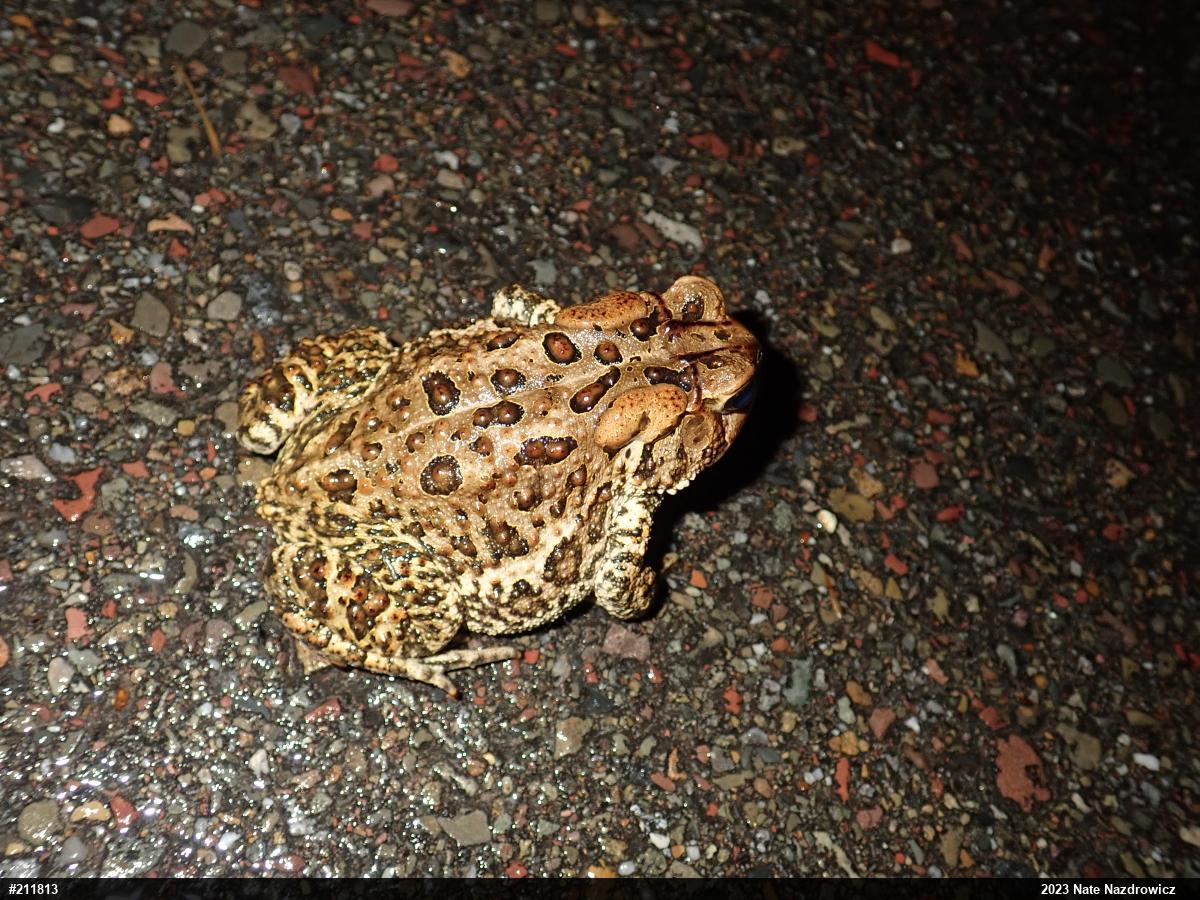 Eastern American Toad