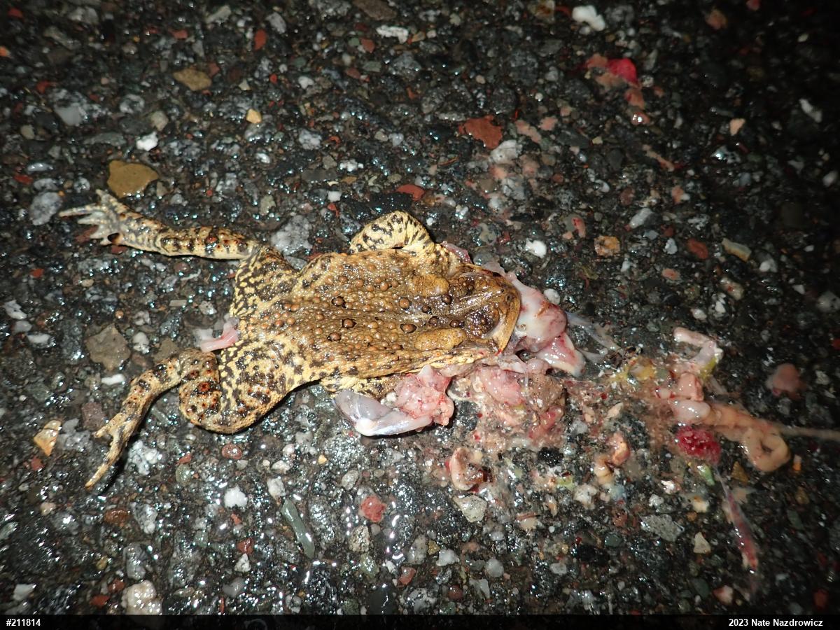 Eastern American Toad