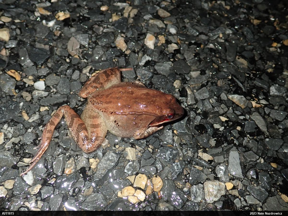 Wood Frog