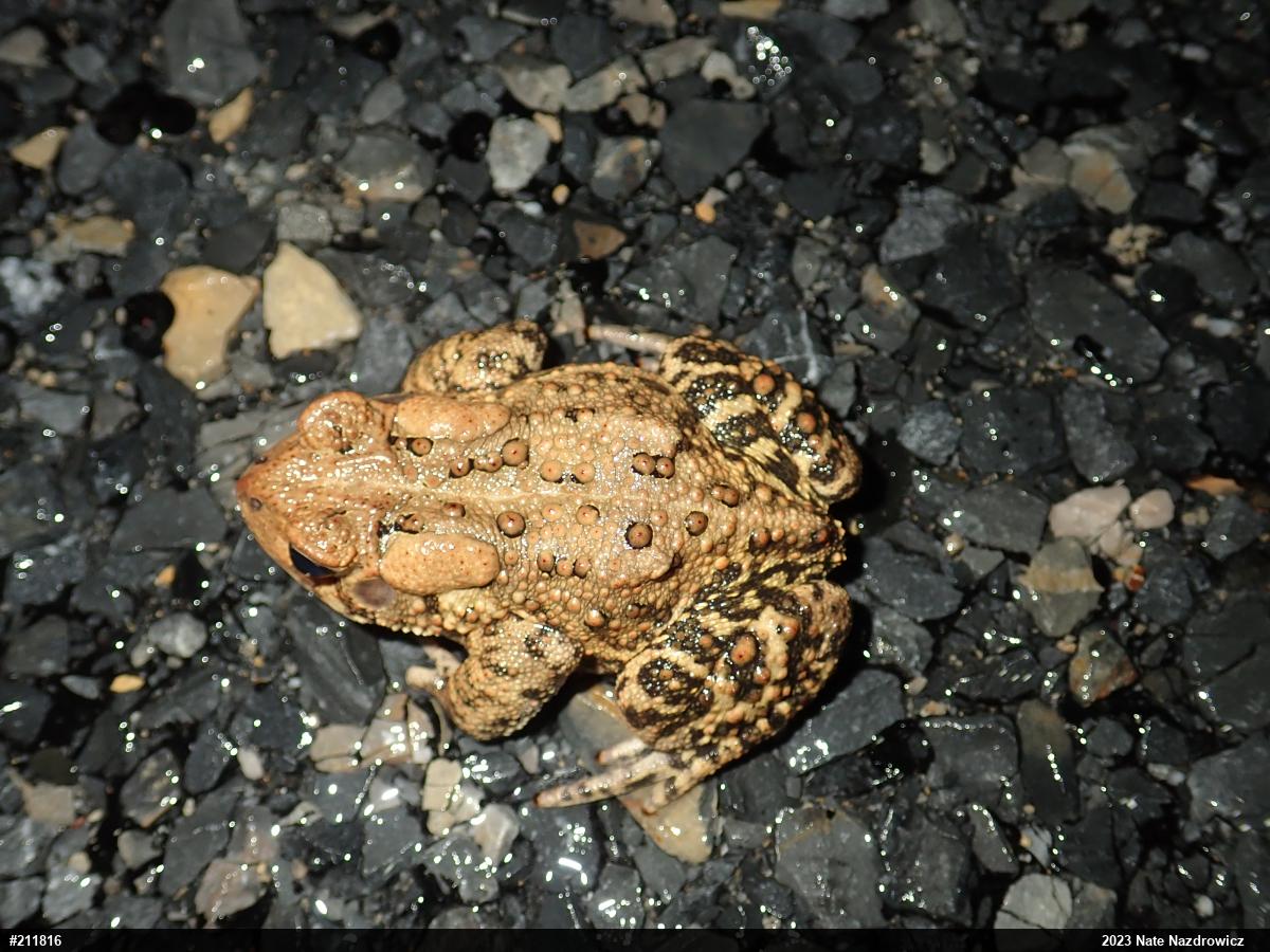 Eastern American Toad