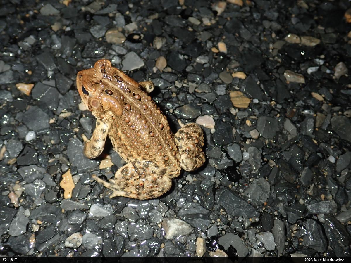 Eastern American Toad