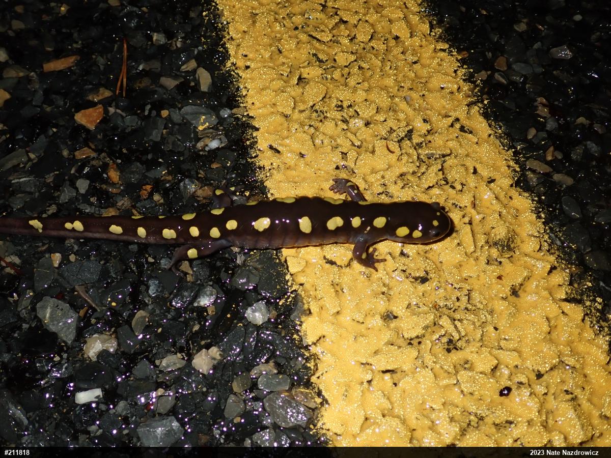Spotted Salamander