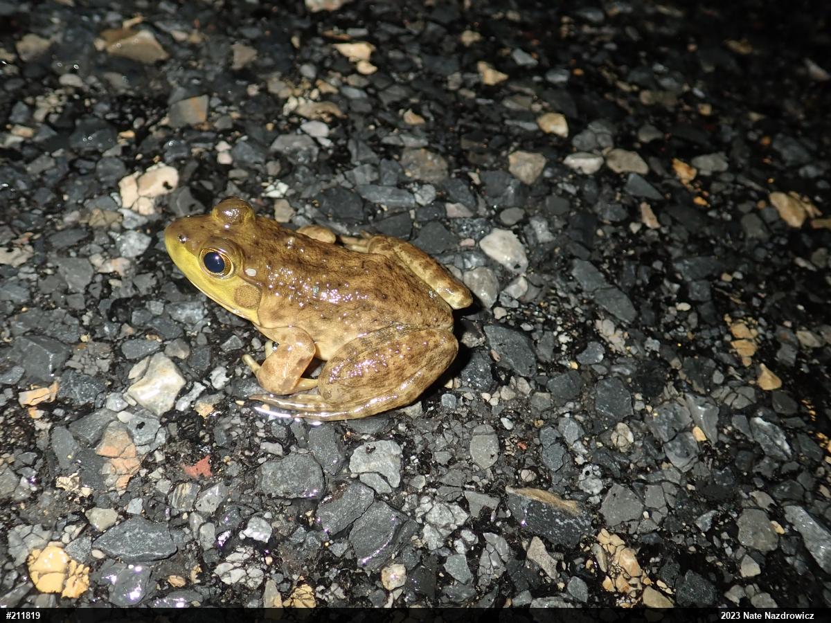American Bullfrog