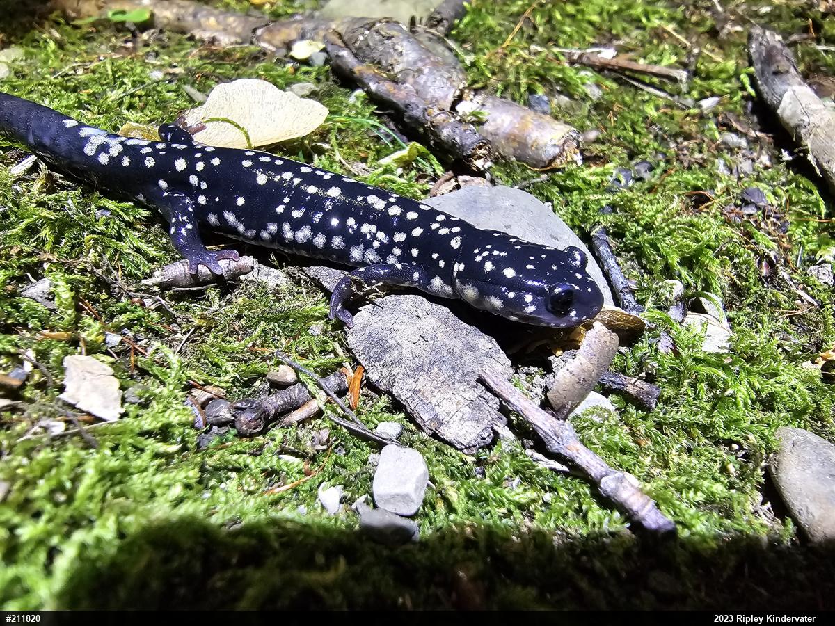 Northern Slimy Salamander