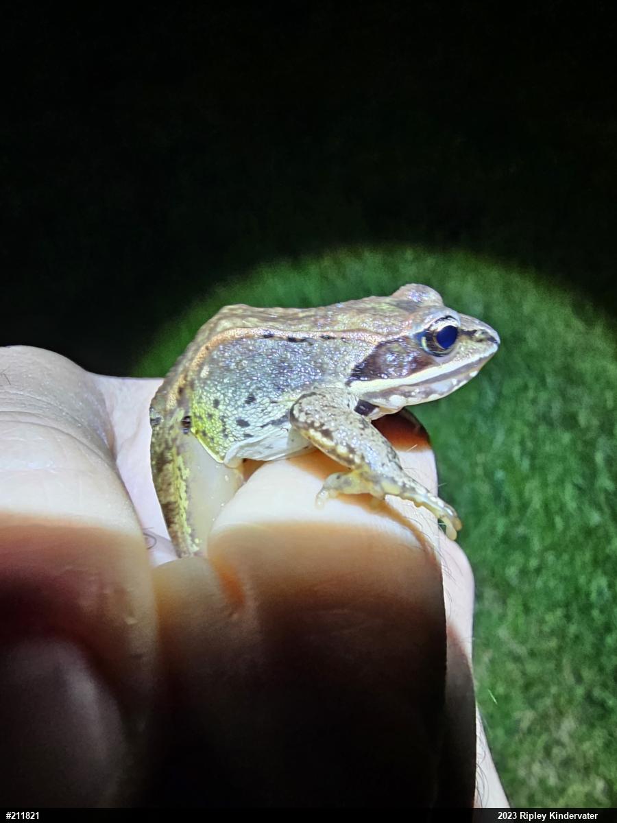Wood Frog
