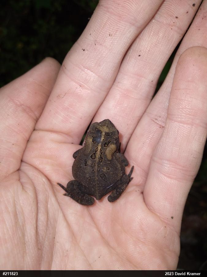 Eastern American Toad
