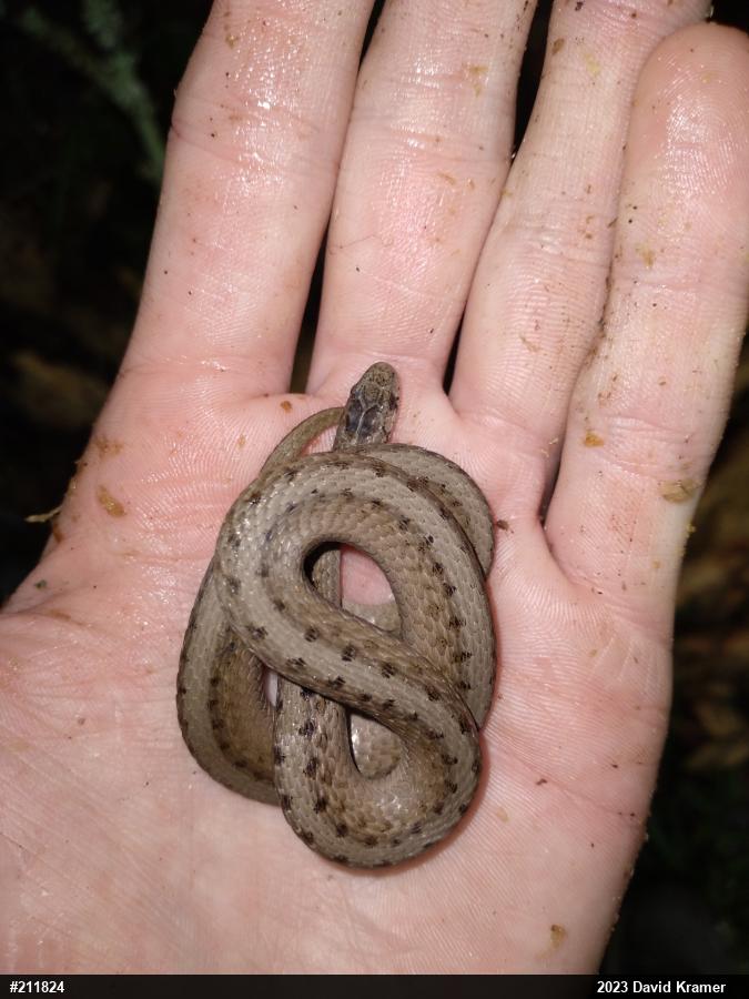 Dekay's Brownsnake