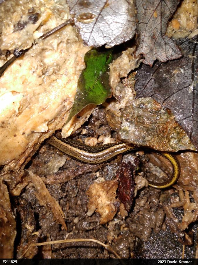 Northern Two-lined Salamander