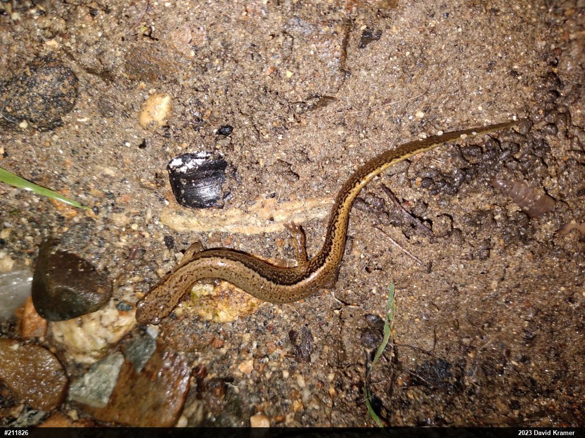 Northern Two-lined Salamander