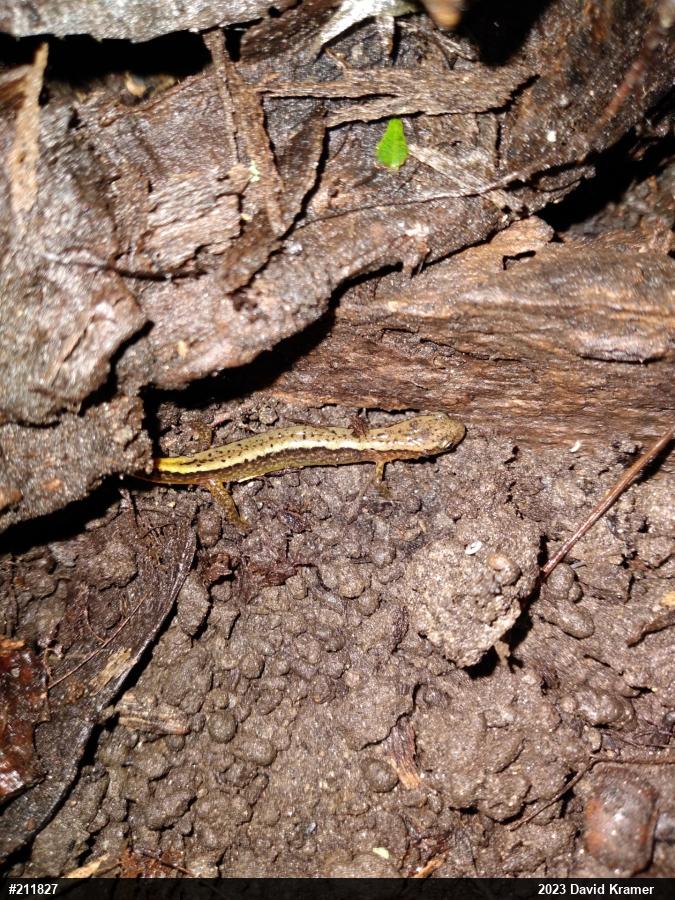 Northern Two-lined Salamander