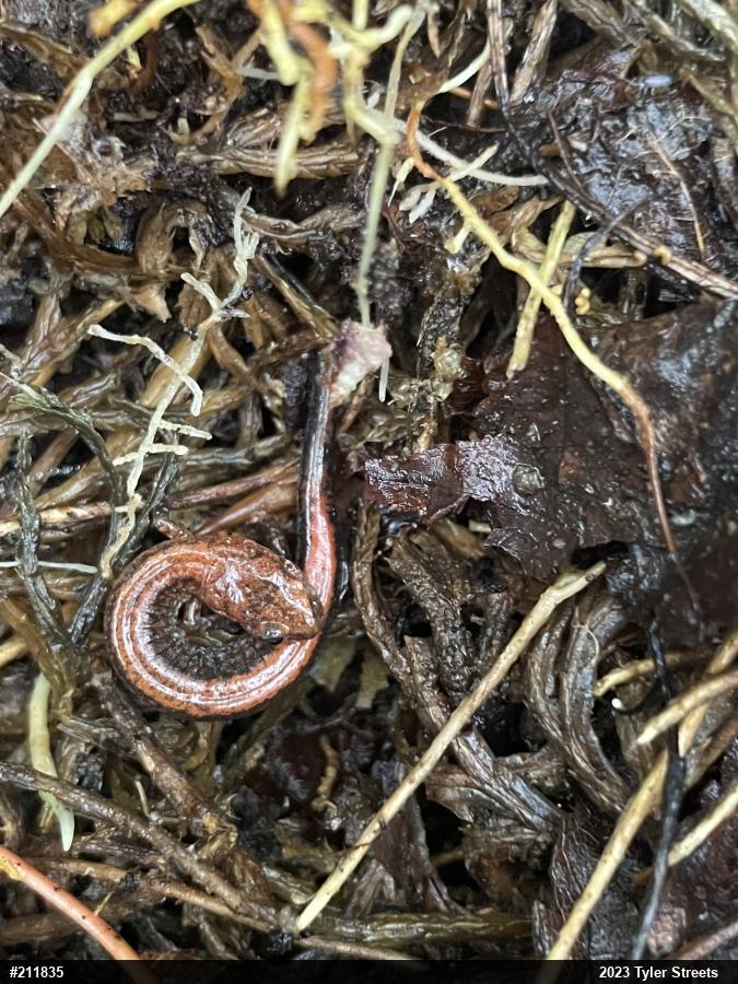 Eastern Red-backed  Salamander