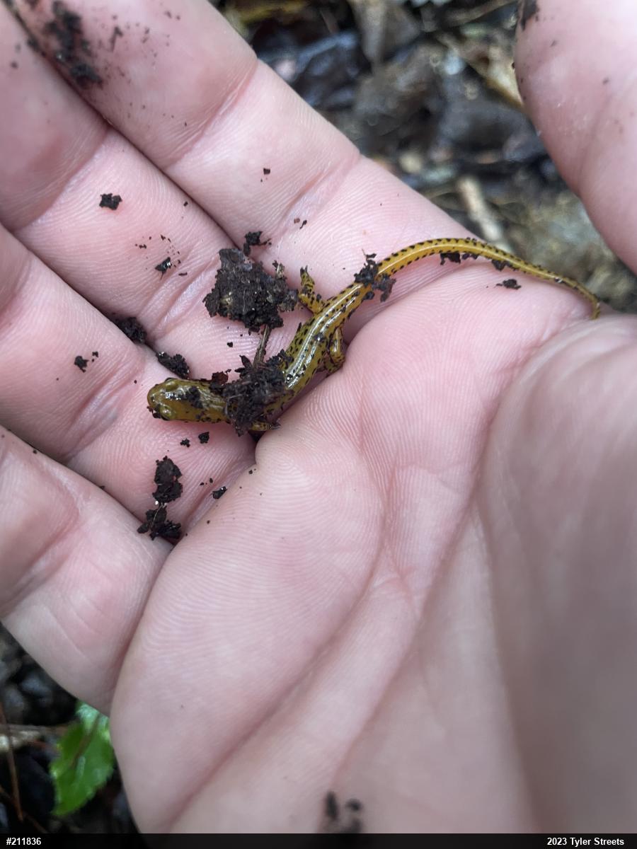 Eastern Long-tailed Salamander