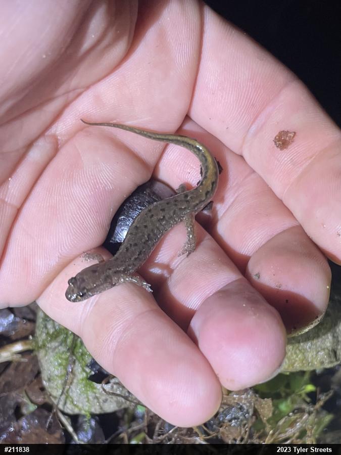 Northern Dusky Salamander