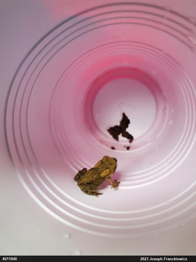Eastern American Toad