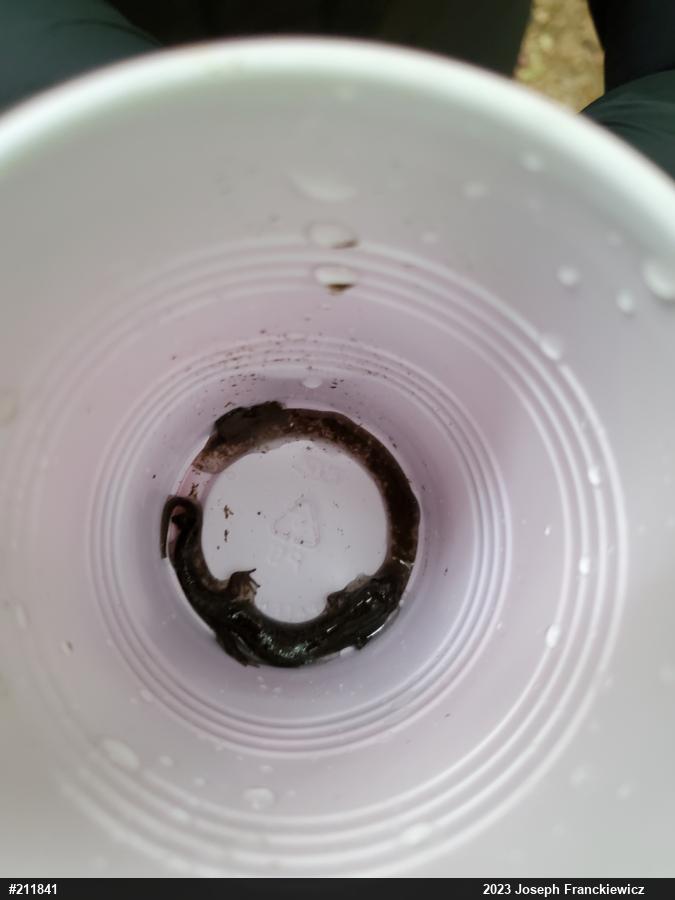 Northern Dusky Salamander