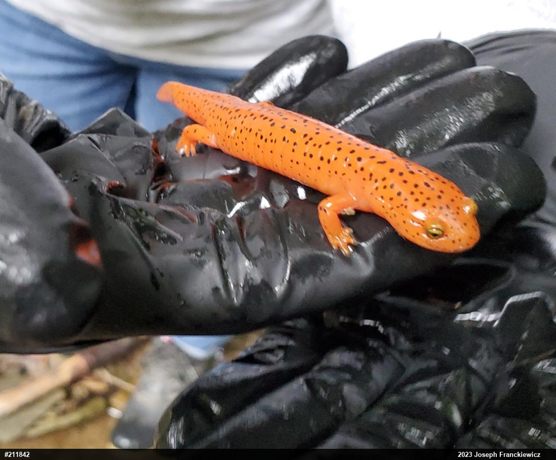 Northern Red Salamander
