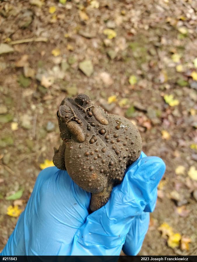 Eastern American Toad