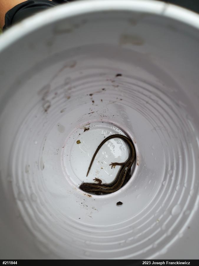 Northern Dusky Salamander