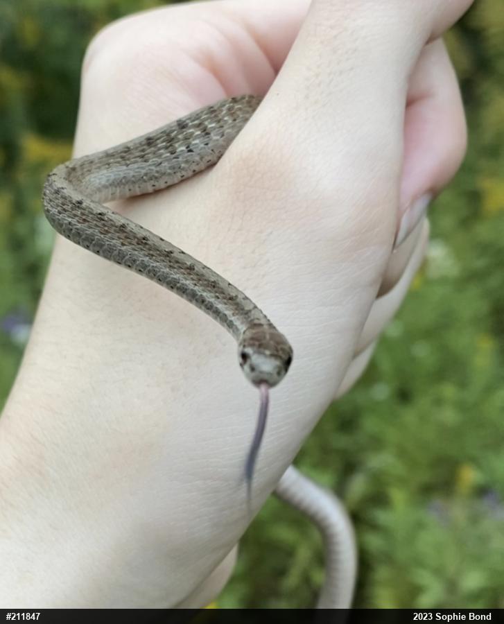 Dekay's Brownsnake