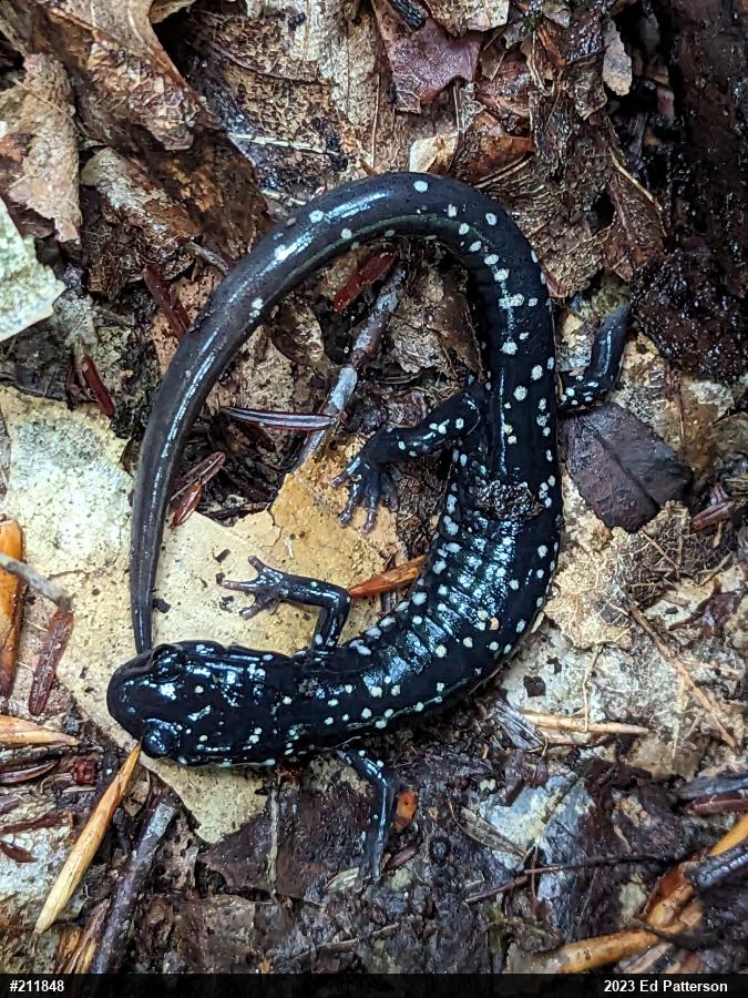 Northern Slimy Salamander