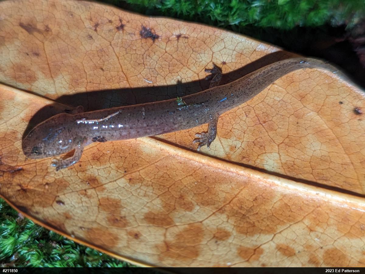 Northern Red Salamander